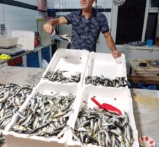 Zonguldak'ta balıkçıların avladığı istavrit tezgahları süsledi