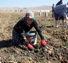 Antalya'da faydalı böcek yetiştiriciliği için ekilen patatesler hasat ediliyor