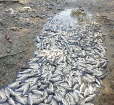Bursa Yenişehir'deki derede suların çekilmesi balık ölümlerine sebep oldu