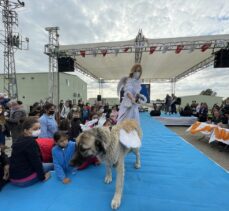 Edirne'de kedi ve köpek güzellik yarışması düzenlendi