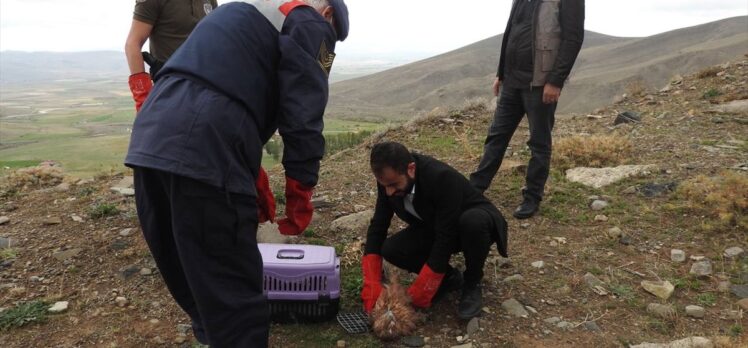 Erzurum'da tedavi edilen 2 kızıl şahin ve kaya kartalı doğaya salındı