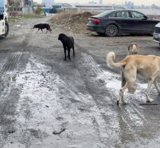 Esenyurt'ta başıboş köpekler için açık alana dökülen kemikler, vatandaşı ve esnafı rahatsız ediyor