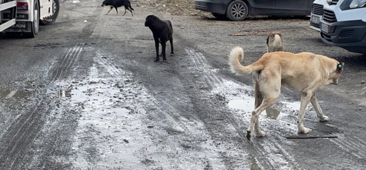 Esenyurt'ta başıboş köpekler için açık alana dökülen kemikler, vatandaşı ve esnafı rahatsız ediyor