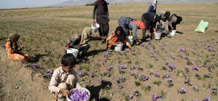 İran'da kuraklık nedeniyle “kızıl altın” safranın çiçekleri açmadı