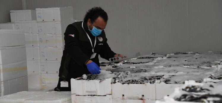 Kayseri'de yasal boy limiti altındaki bin 400 kilo istavrite el konuldu