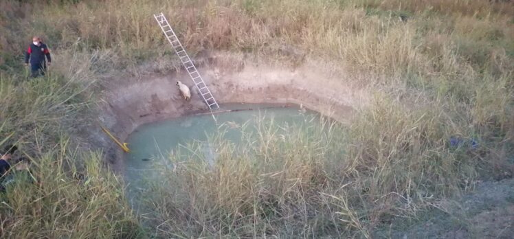 Konya'da sulama havuzuna düşen koyunu kurtarmak isteyen çocuk öldü