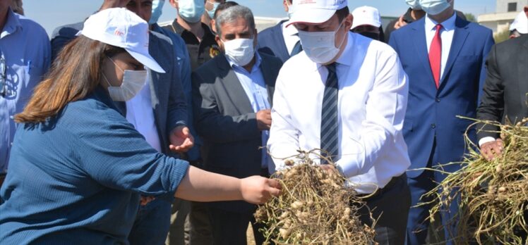 Şırnak'ın Suriye sınırındaki Bostancı köyünde yer fıstığı hasadı yapıldı