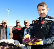 Sivas'ta mor renkli tescilli patatesin hasadı başladı