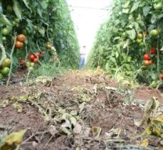 Antalya'da selden etkilenen sera ve tarım arazilerinde hasar tespiti yapılıyor