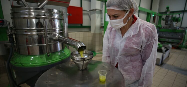 Kadın girişimci ürettiği ödüllü zeytinyağlarıyla 3 kıtadaki sofraları tatlandırıyor