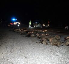 Kars'ta kamyonetin çarptığı 34 koyun telef oldu