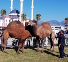 Kumluca'da develere havut kuşatıldı