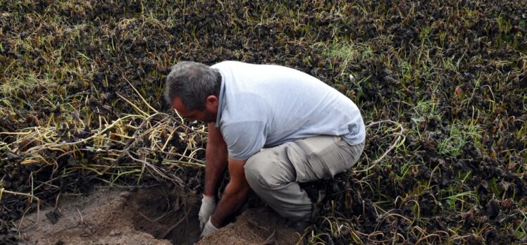 Muğla'da mor patates hasadı yapıldı