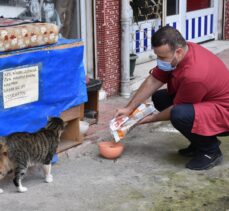 Sokak kedisi Çapkın'a hayvansever usta öğretici sahip çıktı