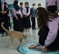Tekirdağ'da öğretmen ve öğrencilerin sahiplendiği kedi yavrusu okulun maskotu oldu