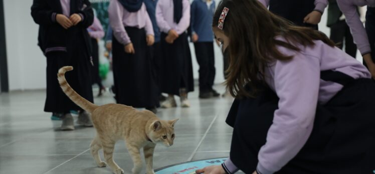 Tekirdağ'da öğretmen ve öğrencilerin sahiplendiği kedi yavrusu okulun maskotu oldu