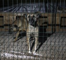 Ankara'da barınakta kalan 55 köpek yangından son anda kurtarıldı