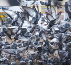 Beyaza bürünen Kars'ta aç kalan güvercinler unutulmadı