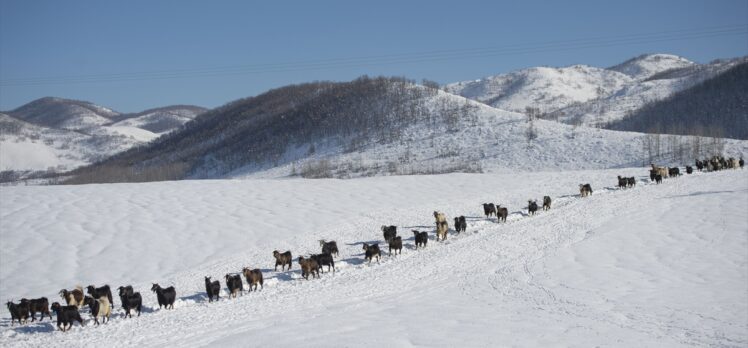 Beyaza bürünen Ovacık'ta köylüler hayvanlarını kar üstünde besliyor