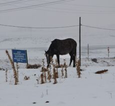 Bingöl'de kışın başıboş bırakılan atların hali yürek burkuyor