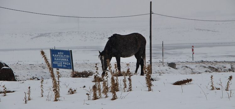 Bingöl'de kışın başıboş bırakılan atların hali yürek burkuyor