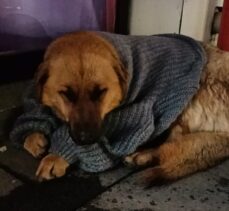 Bolu'da kızıyla alışverişe çıkan anne, üşüyen köpeği kazakla ısıtmaya çalıştı