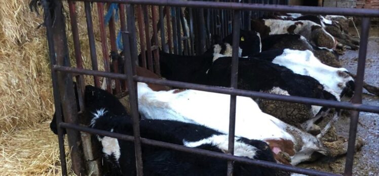 Burdur'da elektrik akımına kapılan 13 inek telef oldu