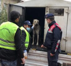 Elazığ'da kamyonetin arkasına bağladığı köpeğe eziyet eden sürücü yakalandı