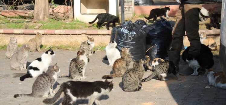 Gaziantep'te sokak hayvanları için aylık 4,5 ton mama desteği