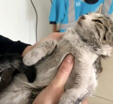Kahramanmaraş'ta donmak üzereyken bulunan yavru kedi korumaya alındı