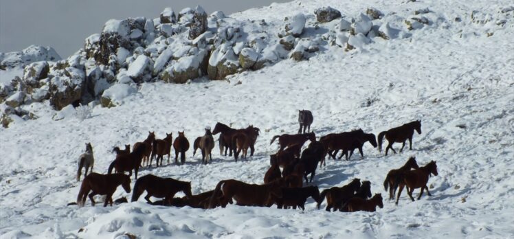 Kumalar Dağı'nda kar üstünde yiyecek arayan yılkı atları görüntülendi