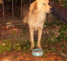 Muğla'da bahçe kapısının demir korkuluklarına sıkışan köpek kurtarıldı