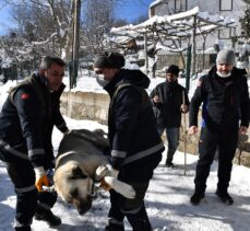 Osmangazi Belediyesi ekipleri Uludağ'da sokak hayvanları için yiyecek bıraktı