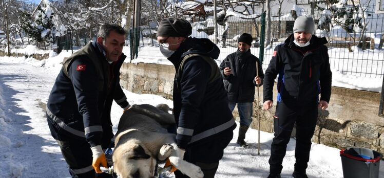 Osmangazi Belediyesi ekipleri Uludağ'da sokak hayvanları için yiyecek bıraktı