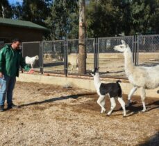 Tarsus Doğa Parkı'nda ilk kez bir lama doğum yaptı