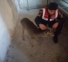 Tokat'ta yaralı karaca yavrusu tedavisinin ardından doğaya bırakıldı