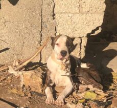 Adana'da polis, geçen yıl sokağa terk edilen “yasaklı ırk” 70 köpeği barınağa yerleştirdi