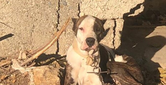 Adana'da polis, geçen yıl sokağa terk edilen “yasaklı ırk” 70 köpeği barınağa yerleştirdi
