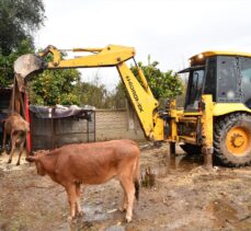 Antalya'da yürüyemeyen inek, iş makinesiyle ahıra taşındı