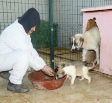 Çubuk'ta sokak hayvanları için Can Dostlar Kliniği kuruldu