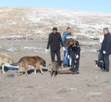 Erciş'te belediye ekipleri sokakta yaşayan hayvanları aşıladı
