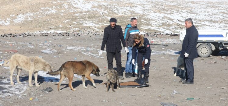 Erciş'te belediye ekipleri sokakta yaşayan hayvanları aşıladı