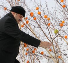 Erzurum'da kuşlar için yuva yerleştirilen ağaçların dalları da meyvelerle donatıldı