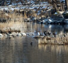 Iğdır kış koşullarına rağmen 18 kuş türüne ev sahipliği yapıyor