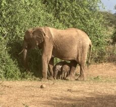 Kenya’da bir fil, eşine az rastlanır şekilde ikiz doğurdu