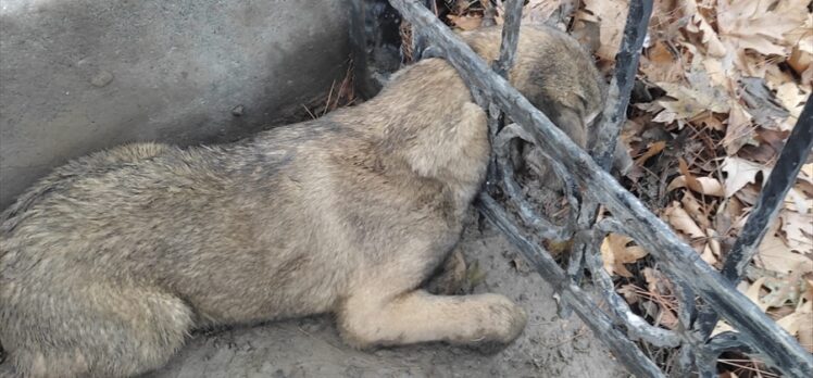 Mardin'de kafası demir korkuluklara sıkışan köpek yavrusu kurtarıldı