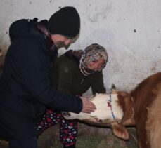 Doğum sırasında felç geçiren inek için ilçe seferber oldu