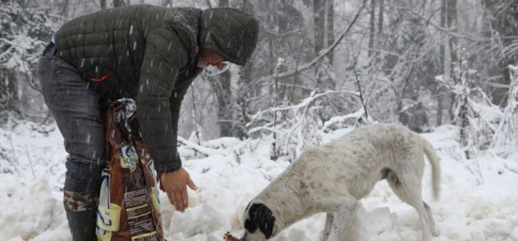 Sakarya'da hayvanseverler, sokak hayvanları için Çam Dağı'na yiyecek bıraktı