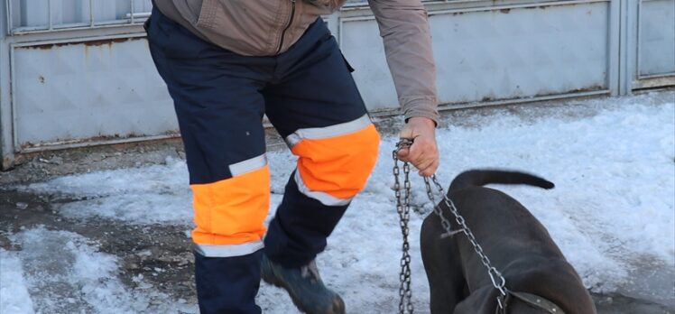 Sivas'ta sanayi sitesinde başıboş gezen yasaklı ırk köpek barınağa götürüldü