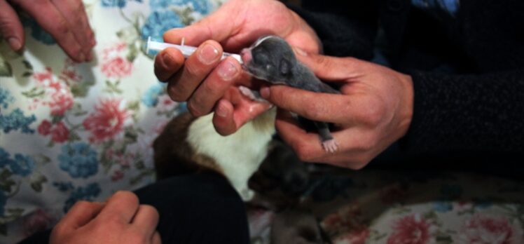 Sivas'ta “Şira”nın sezaryenle doğurduğu köpek yavruları şırıngayla besleniyor